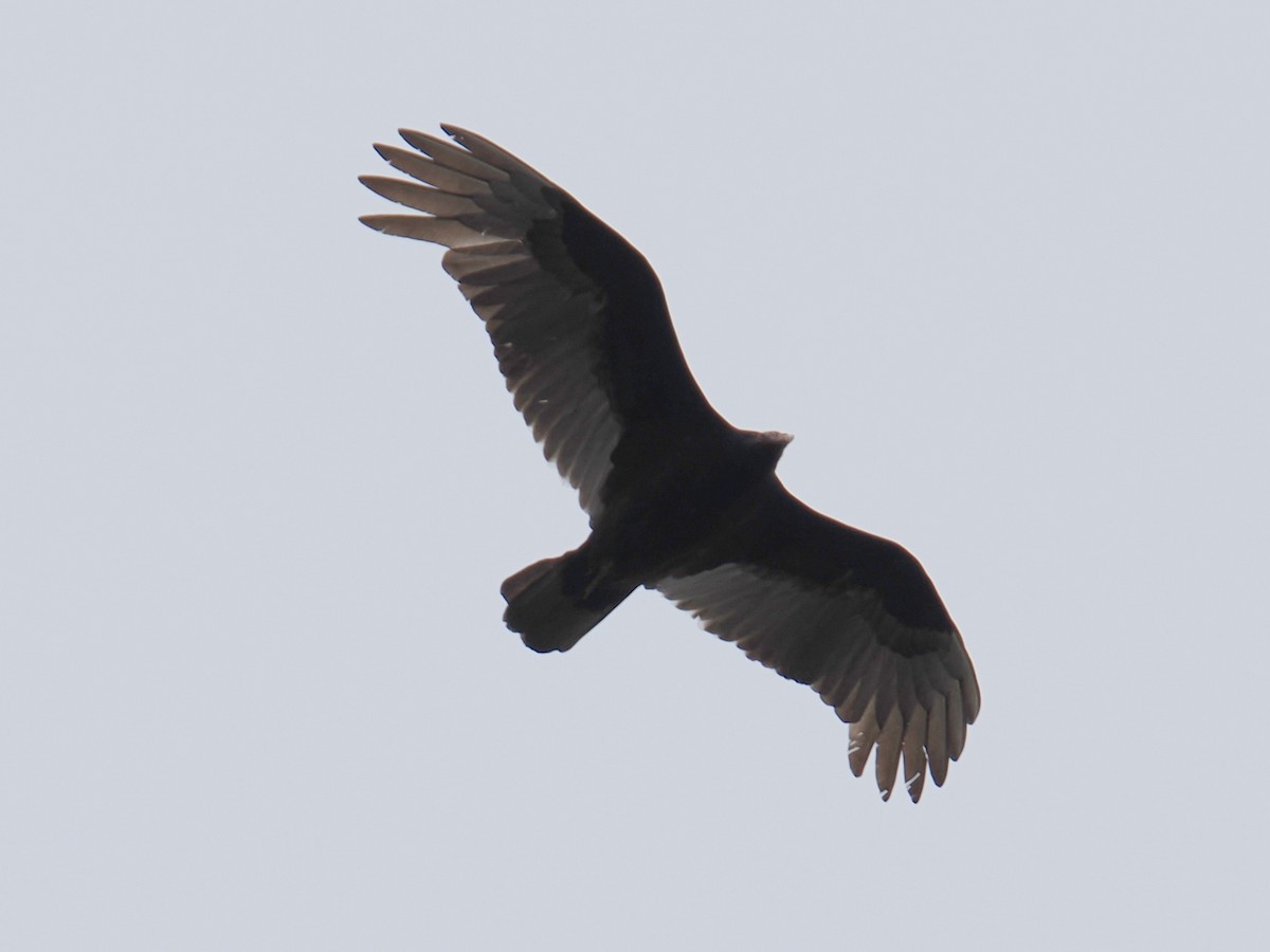 Aura Gallipavo - ML634128732