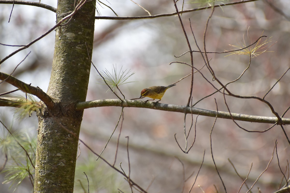 Palm Warbler - ML634128746