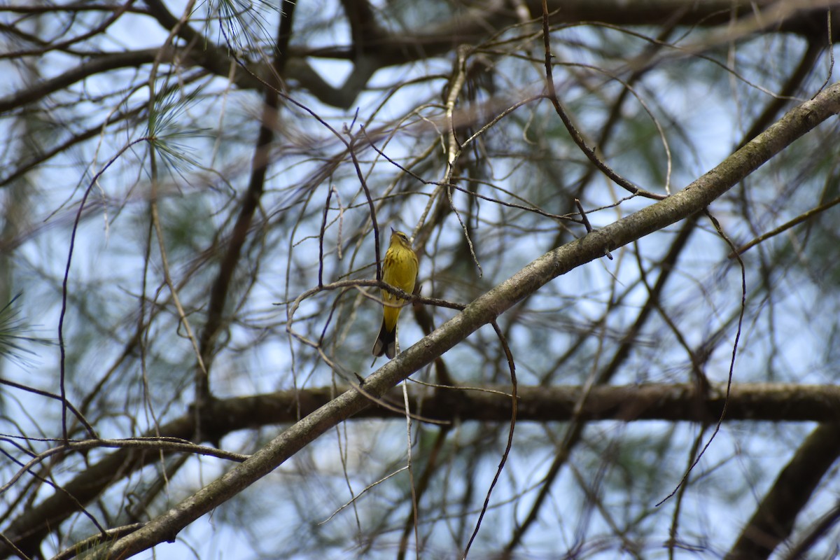 Palm Warbler - ML634128748