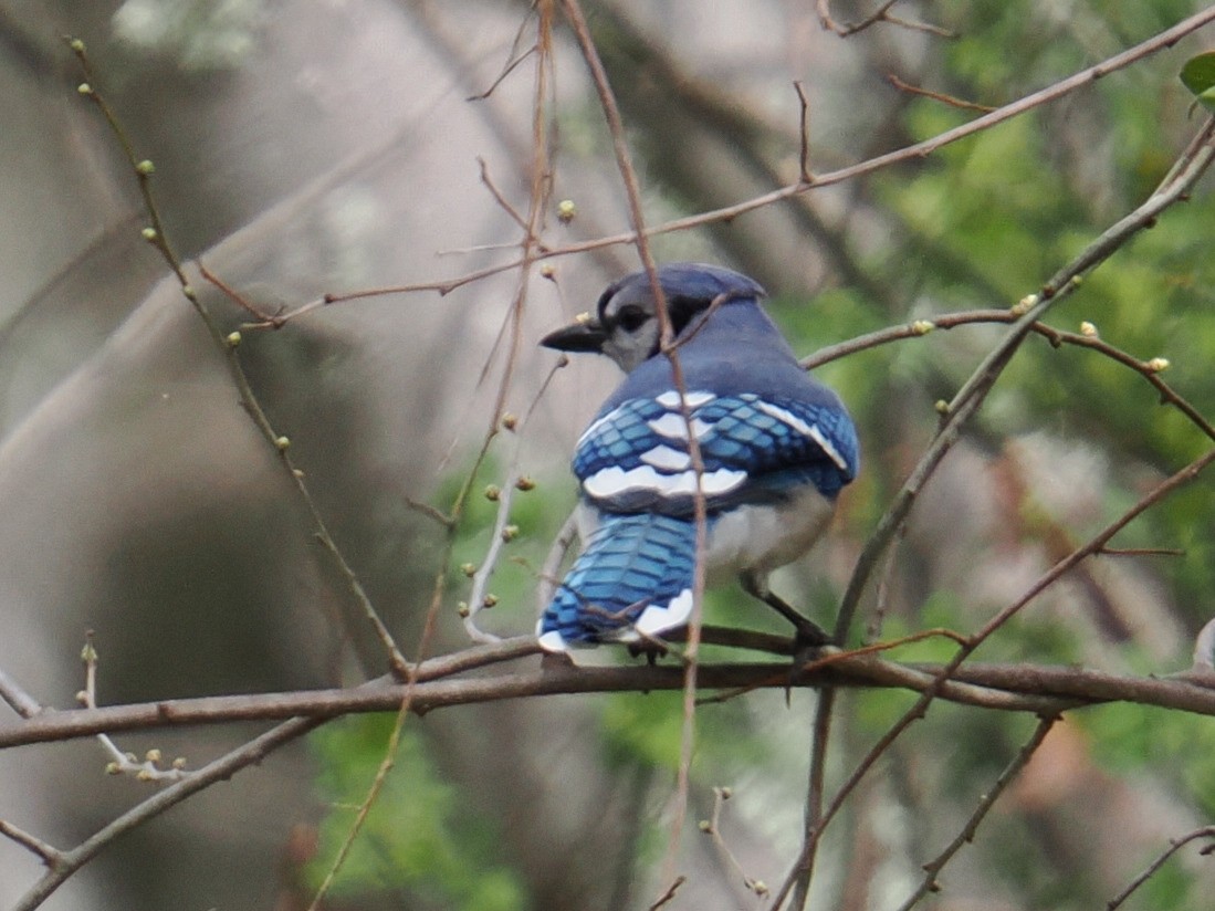 Chara Azul - ML634128762