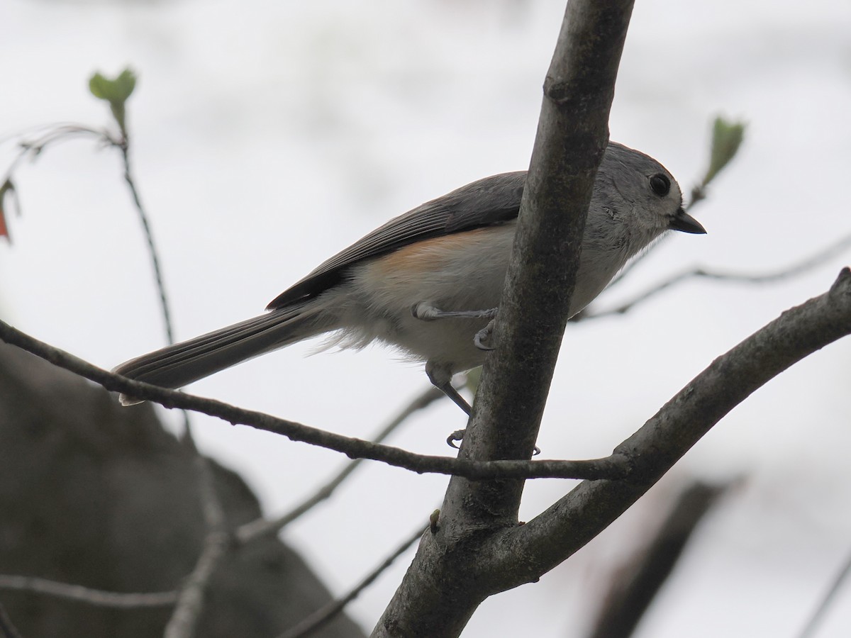 Herrerillo Bicolor - ML634128785
