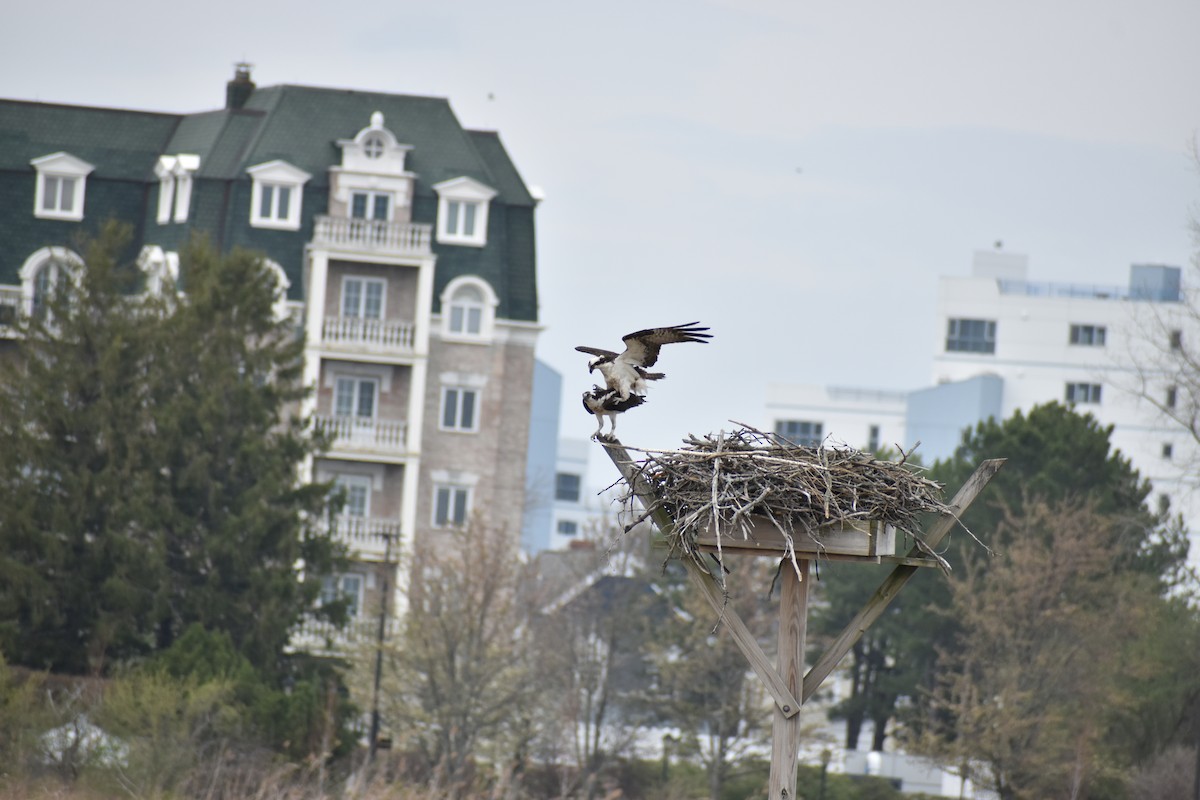 Osprey - ML634128788