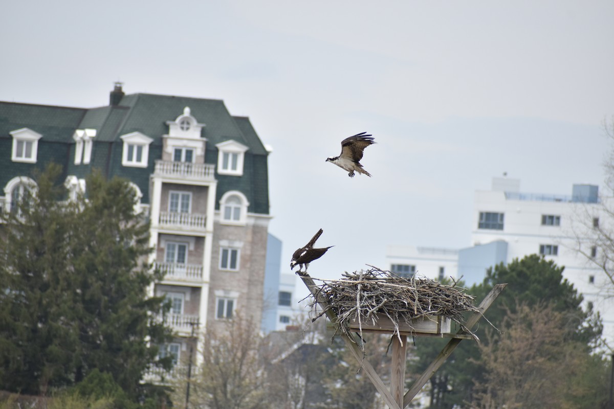 Osprey - ML634128790