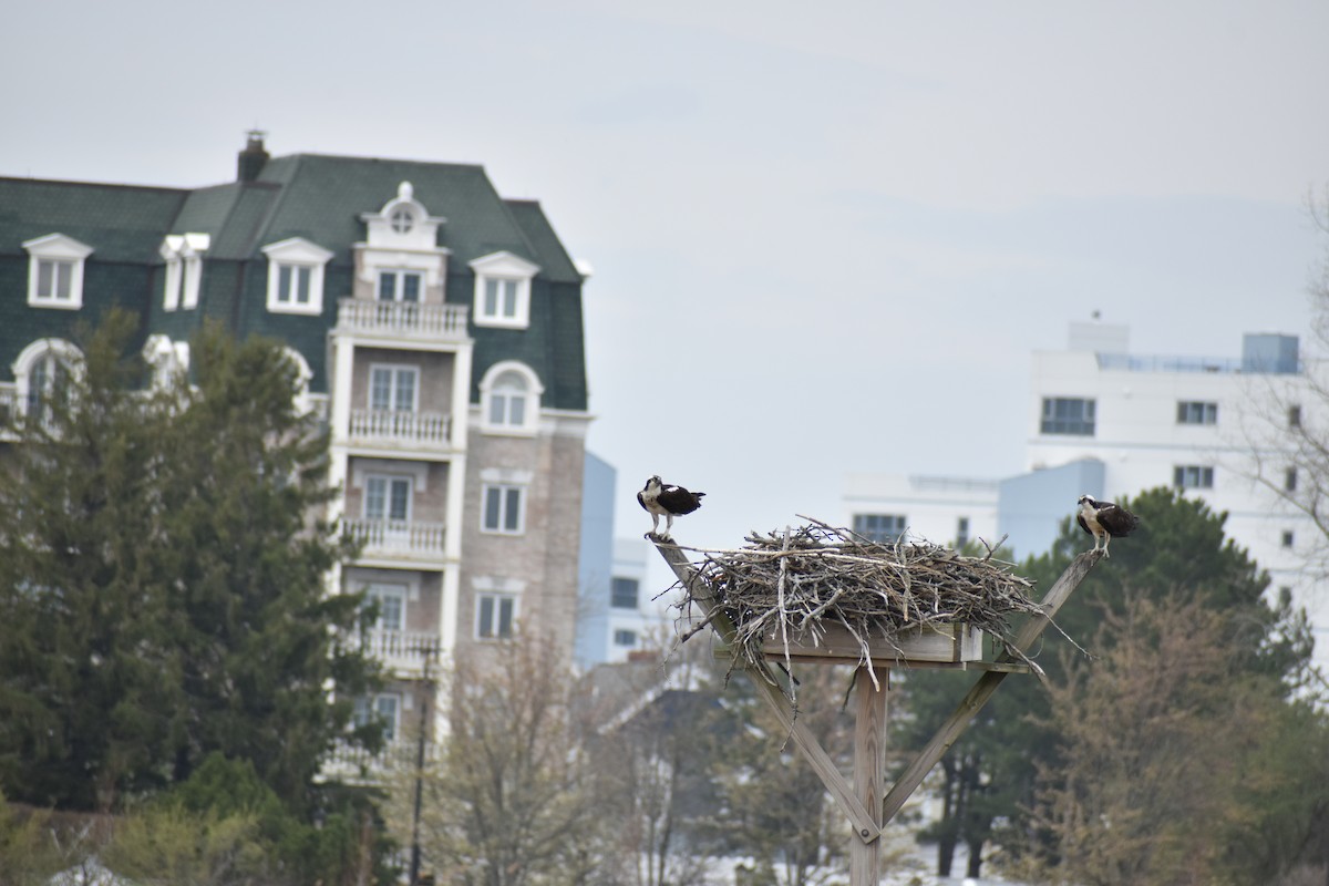 Osprey - ML634128791