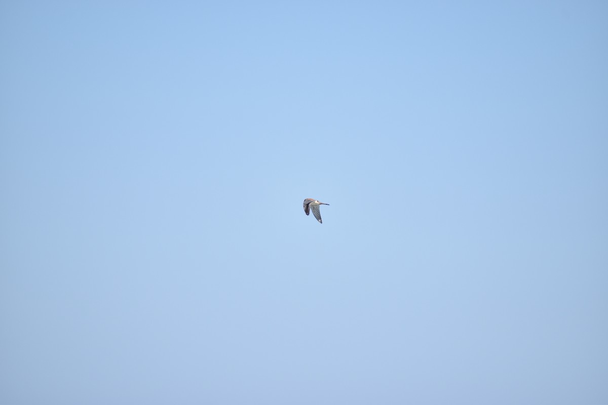 American Kestrel - ML634128856