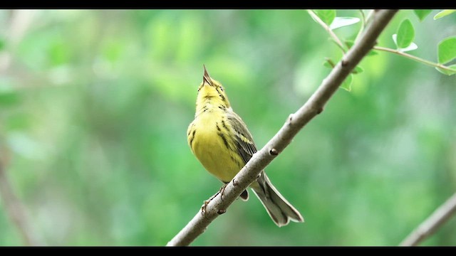 Prairie Warbler - ML634128924