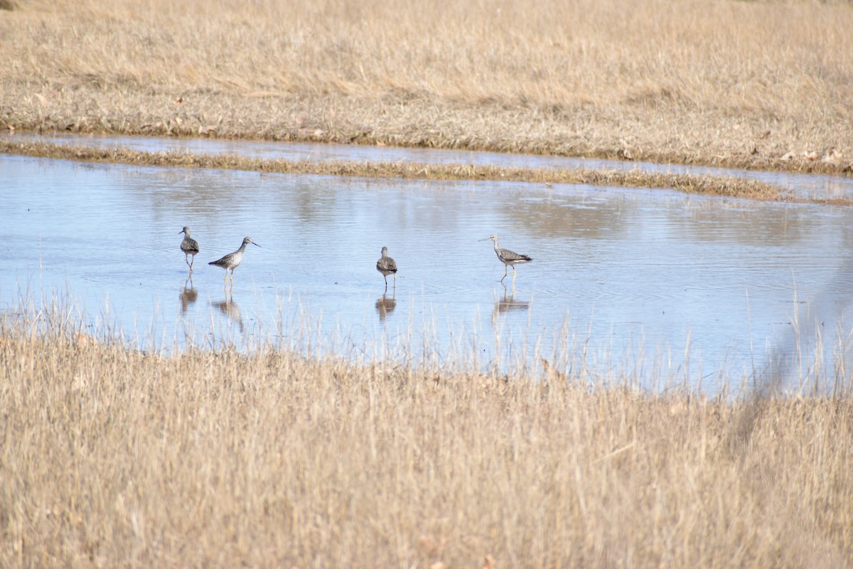 Greater Yellowlegs - ML634128937