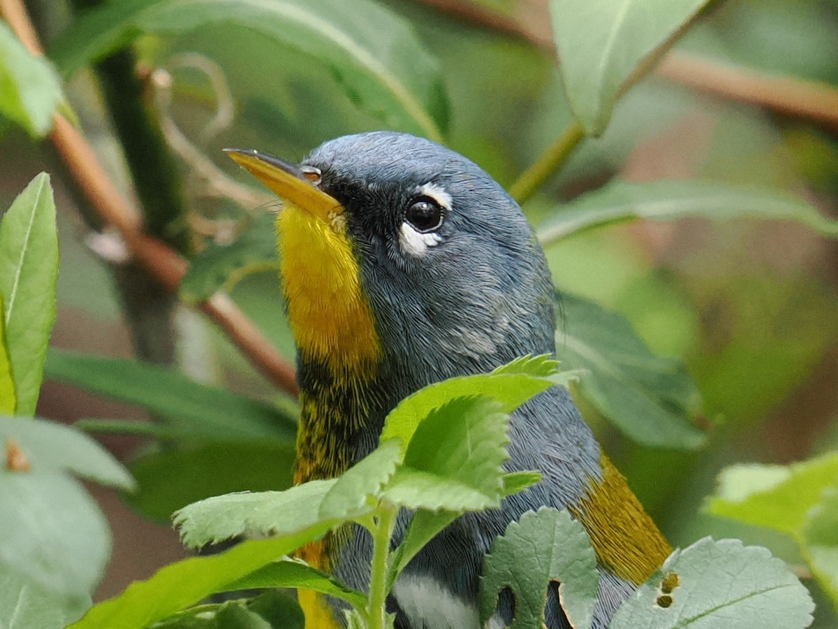 Parula Norteña - ML634128948