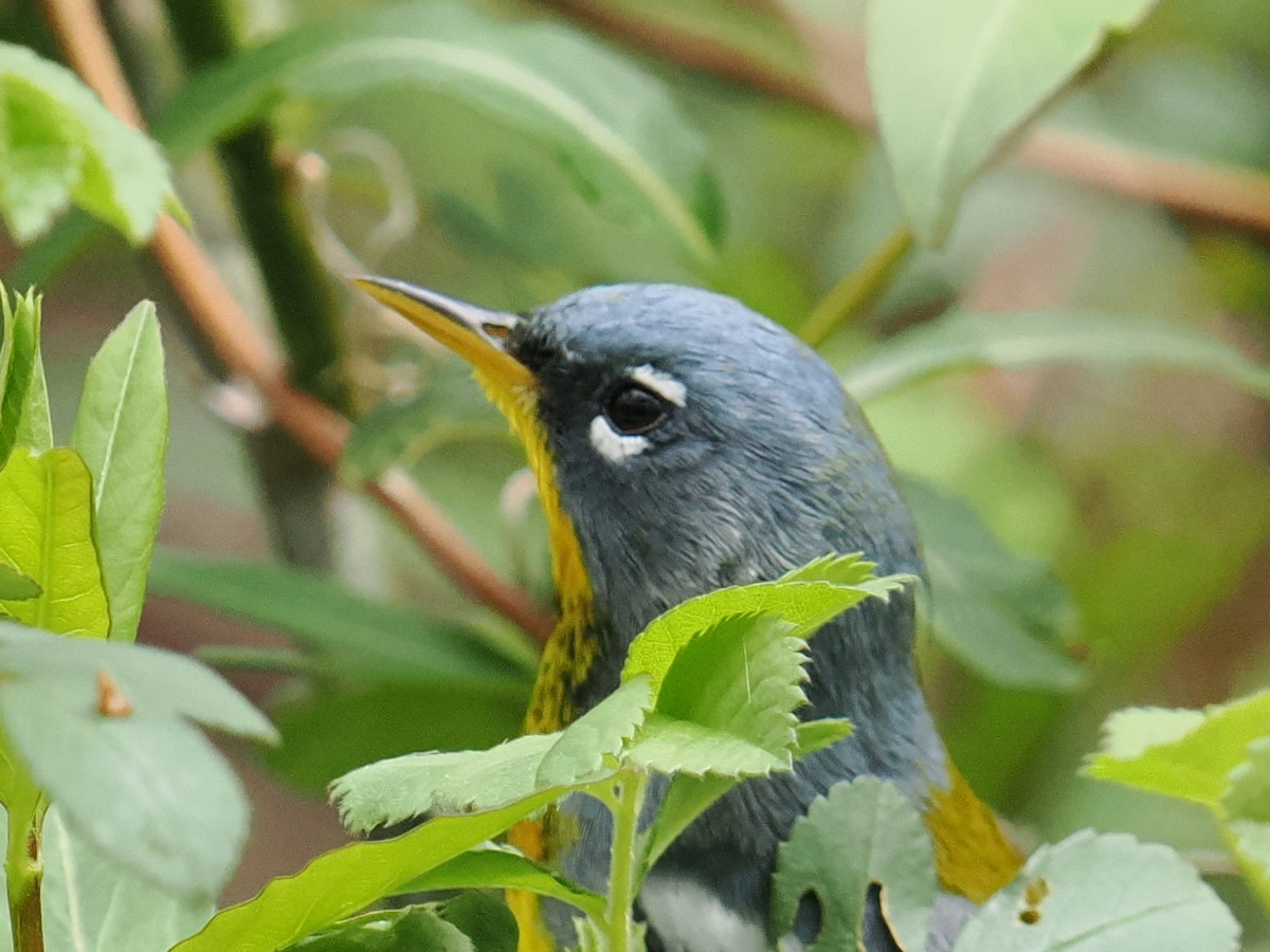Parula Norteña - ML634128949
