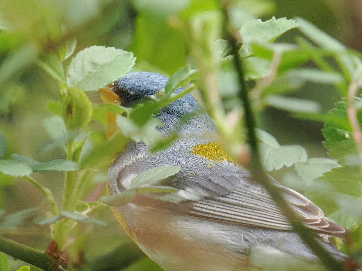 Parula Norteña - ML634128950