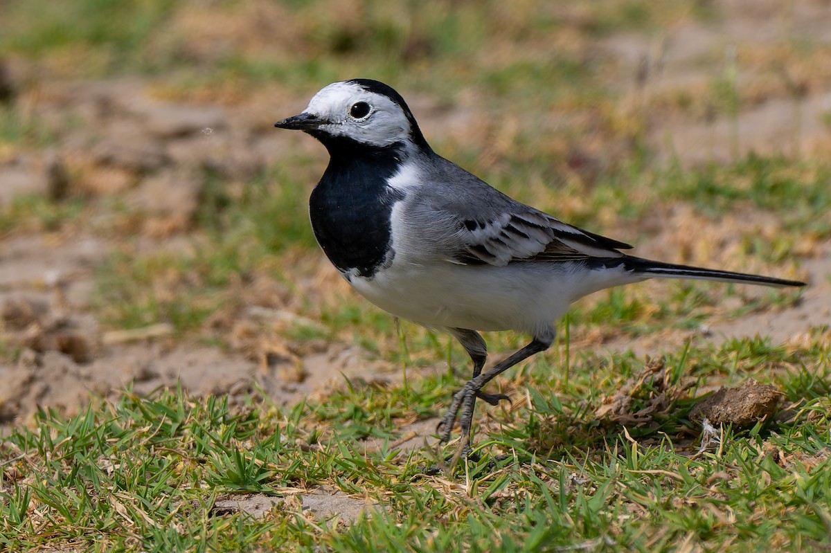 White Wagtail - ML634128951