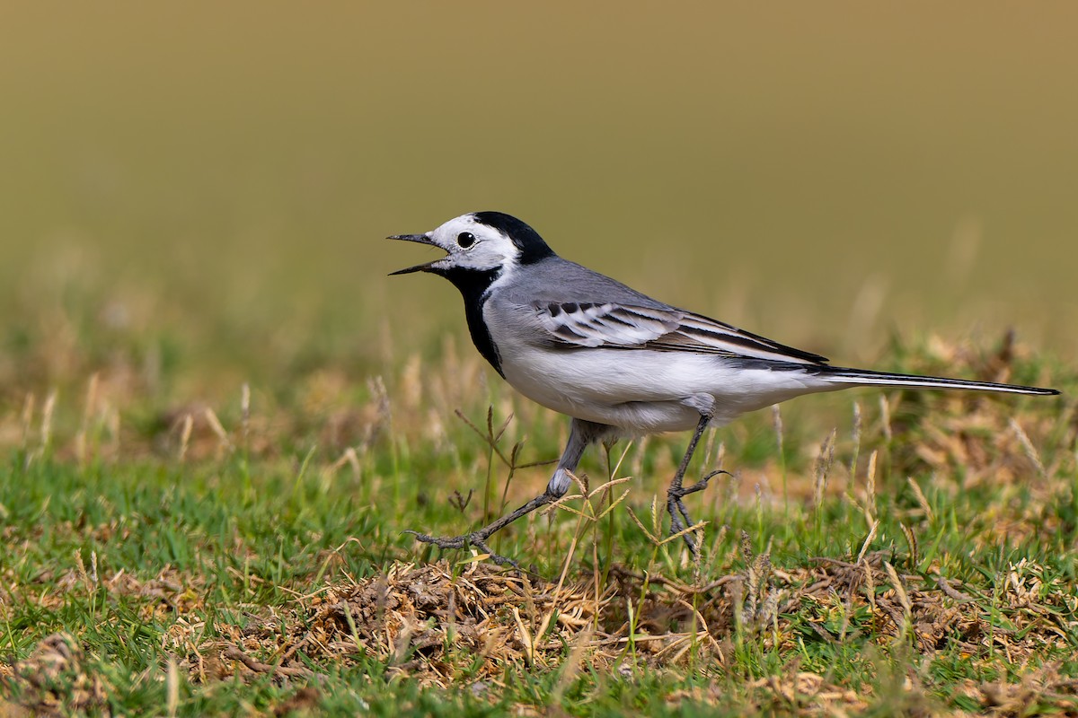 White Wagtail - ML634128952