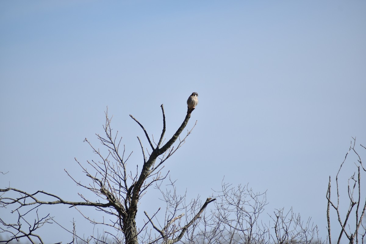 American Kestrel - ML634128955