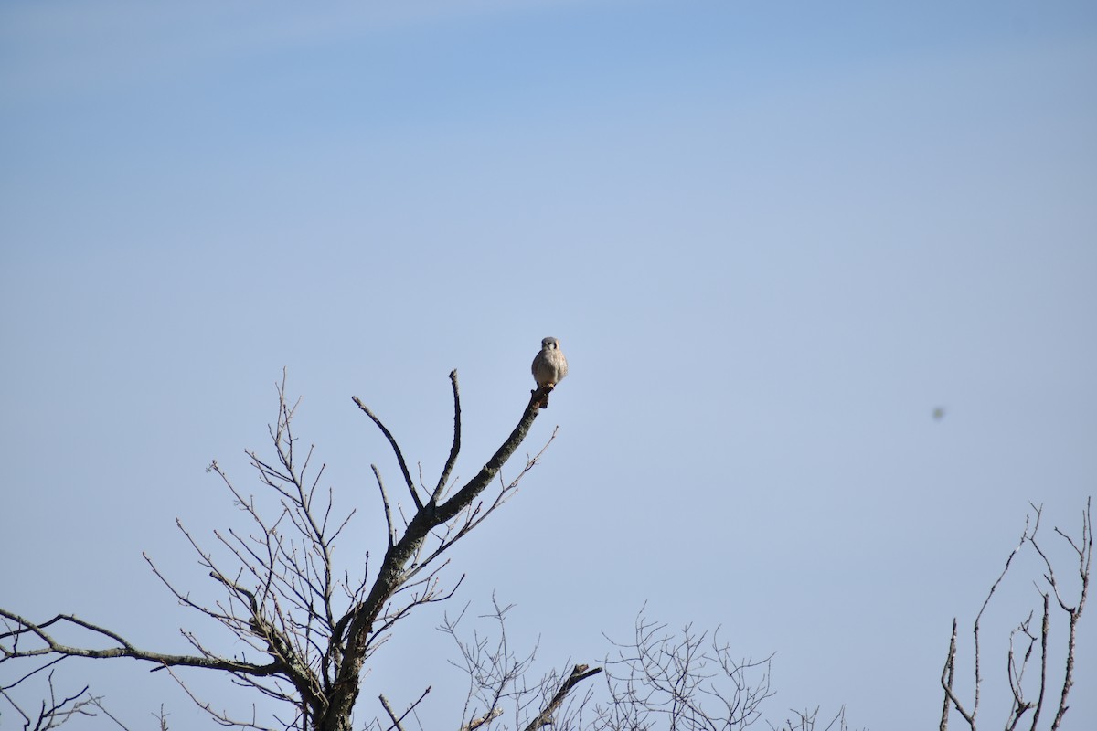 American Kestrel - ML634128956