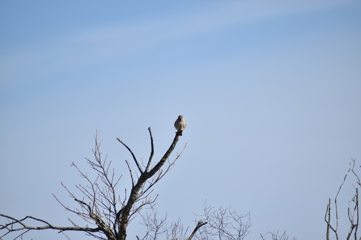 American Kestrel - ML634128958