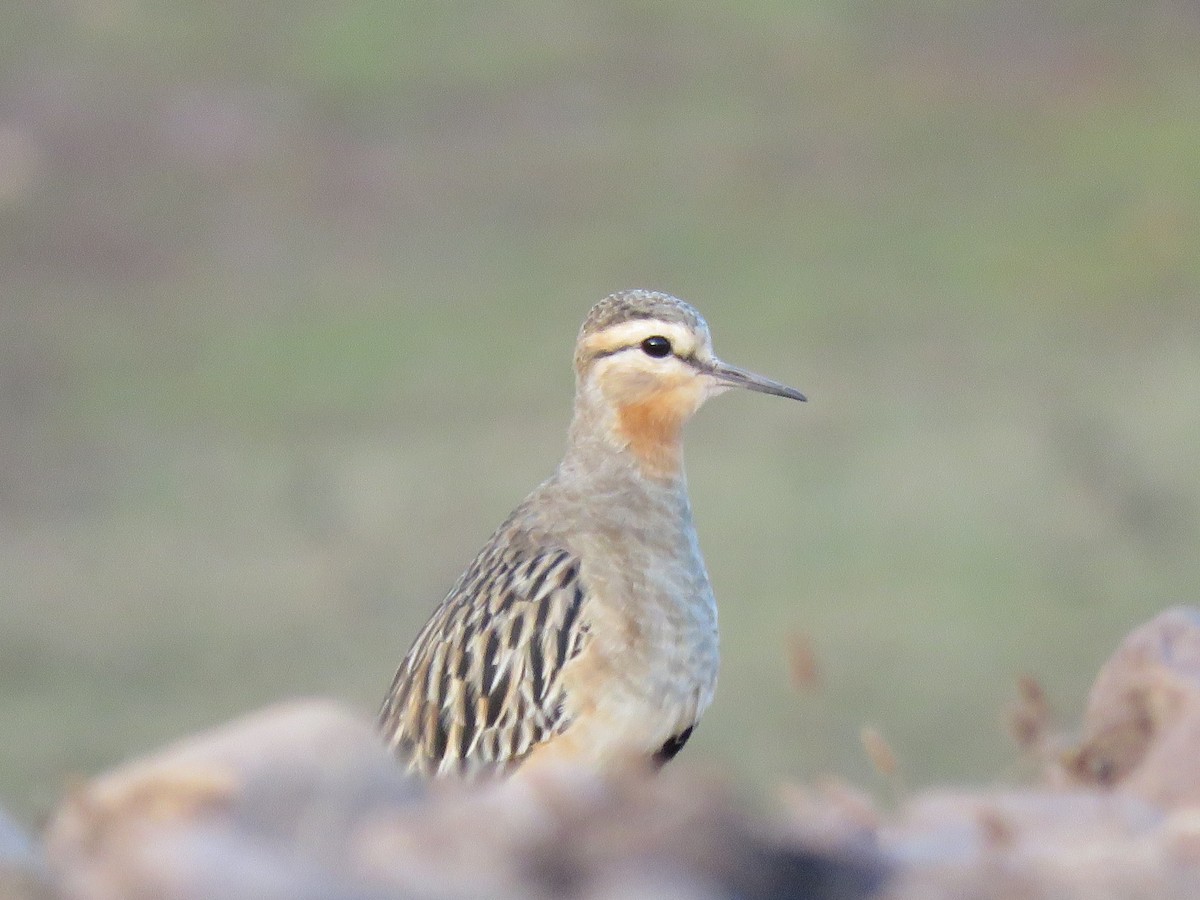Tawny-throated Dotterel - ML634129040