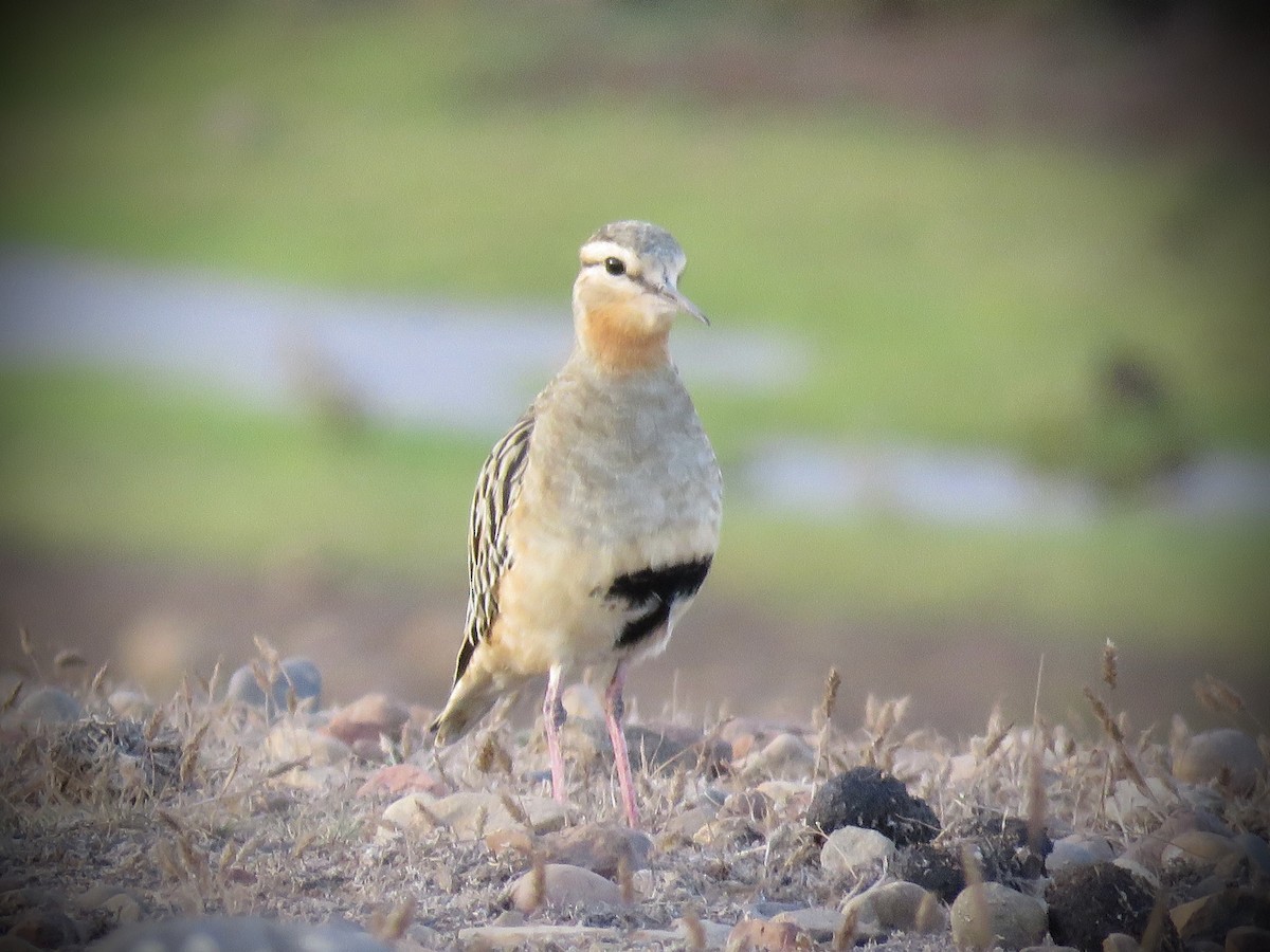 Tawny-throated Dotterel - ML634129042