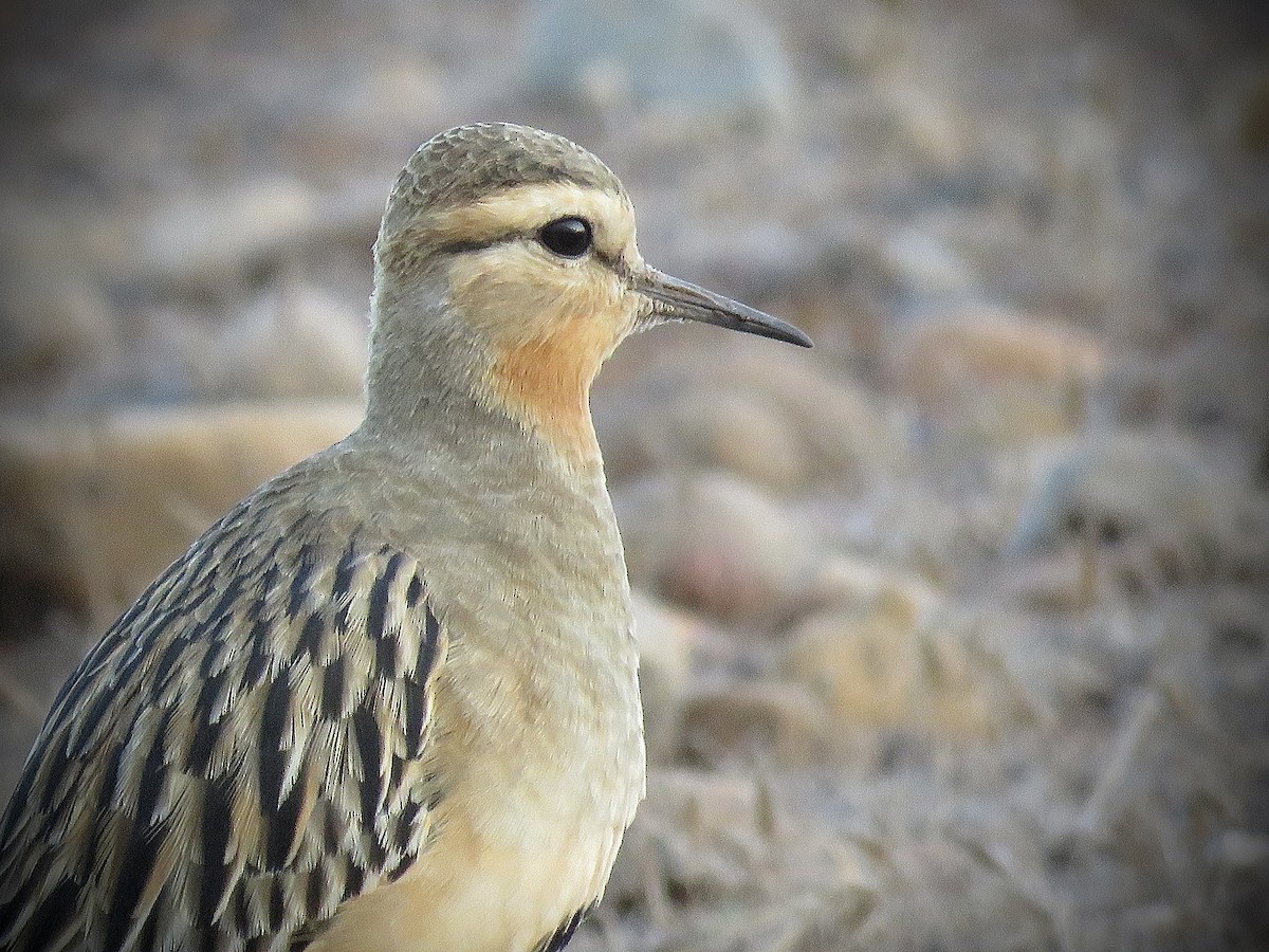 Tawny-throated Dotterel - ML634129045