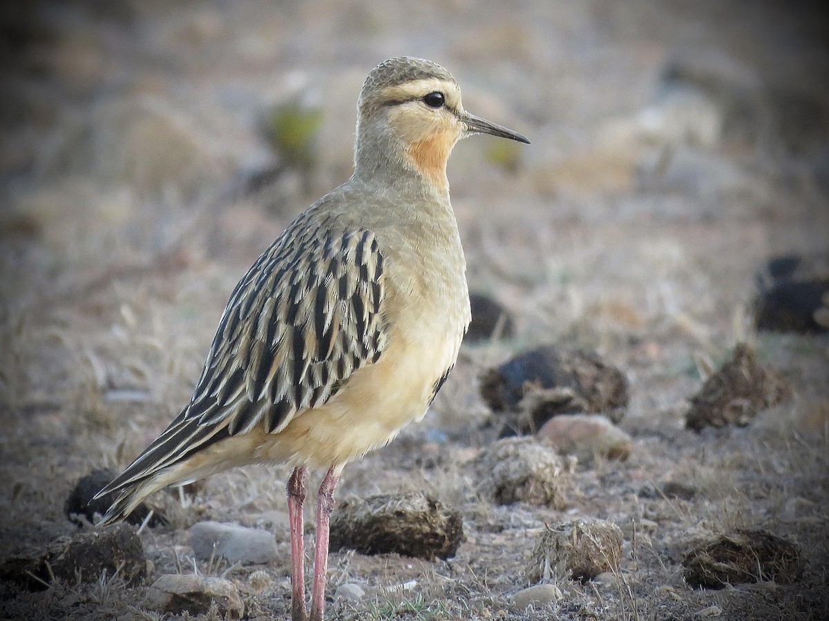 Tawny-throated Dotterel - ML634129046