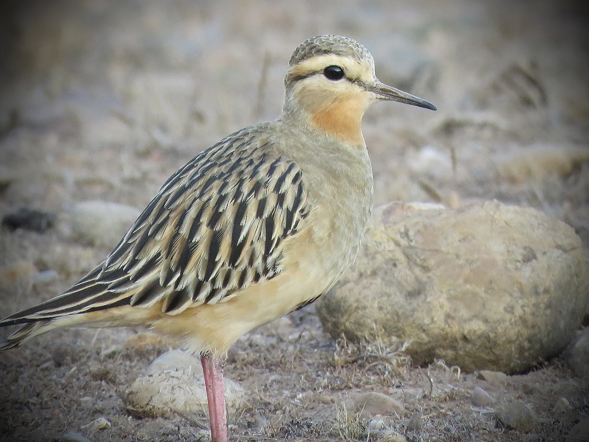 Tawny-throated Dotterel - ML634129047