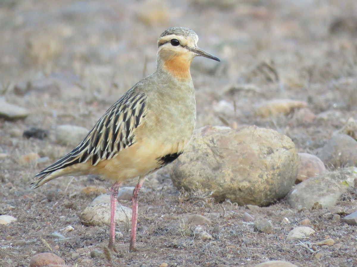 Tawny-throated Dotterel - ML634129048