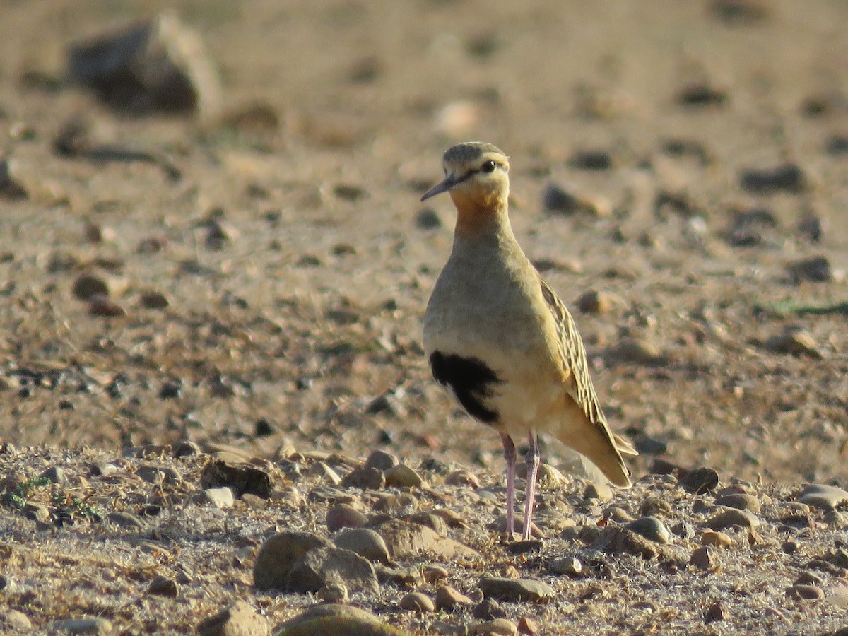 Tawny-throated Dotterel - ML634129049