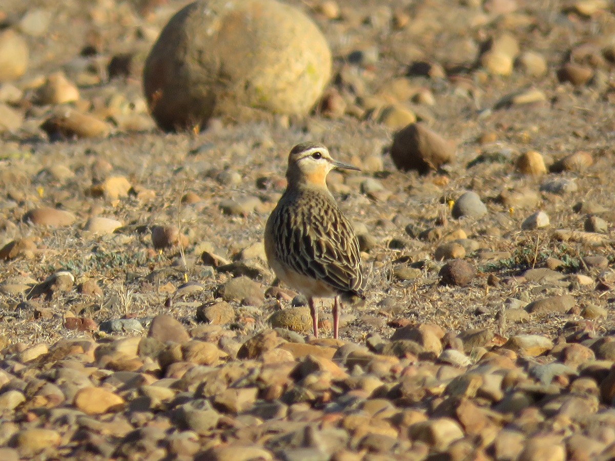 Tawny-throated Dotterel - ML634129050