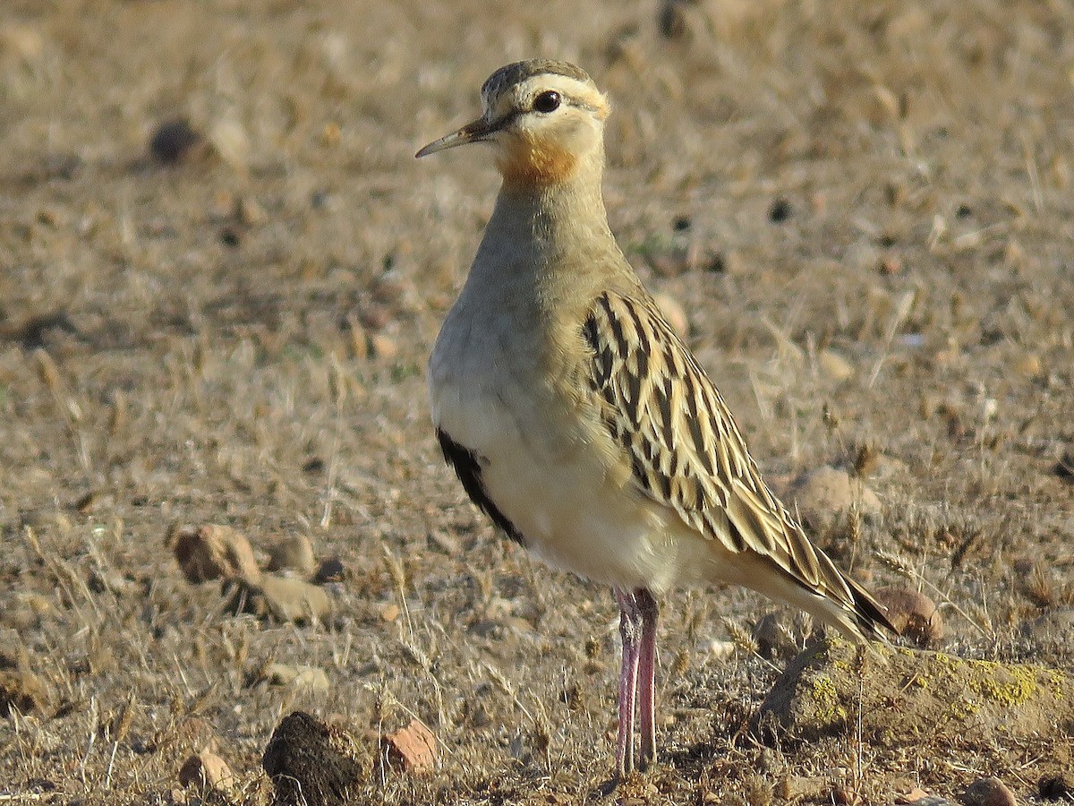 Tawny-throated Dotterel - ML634129051