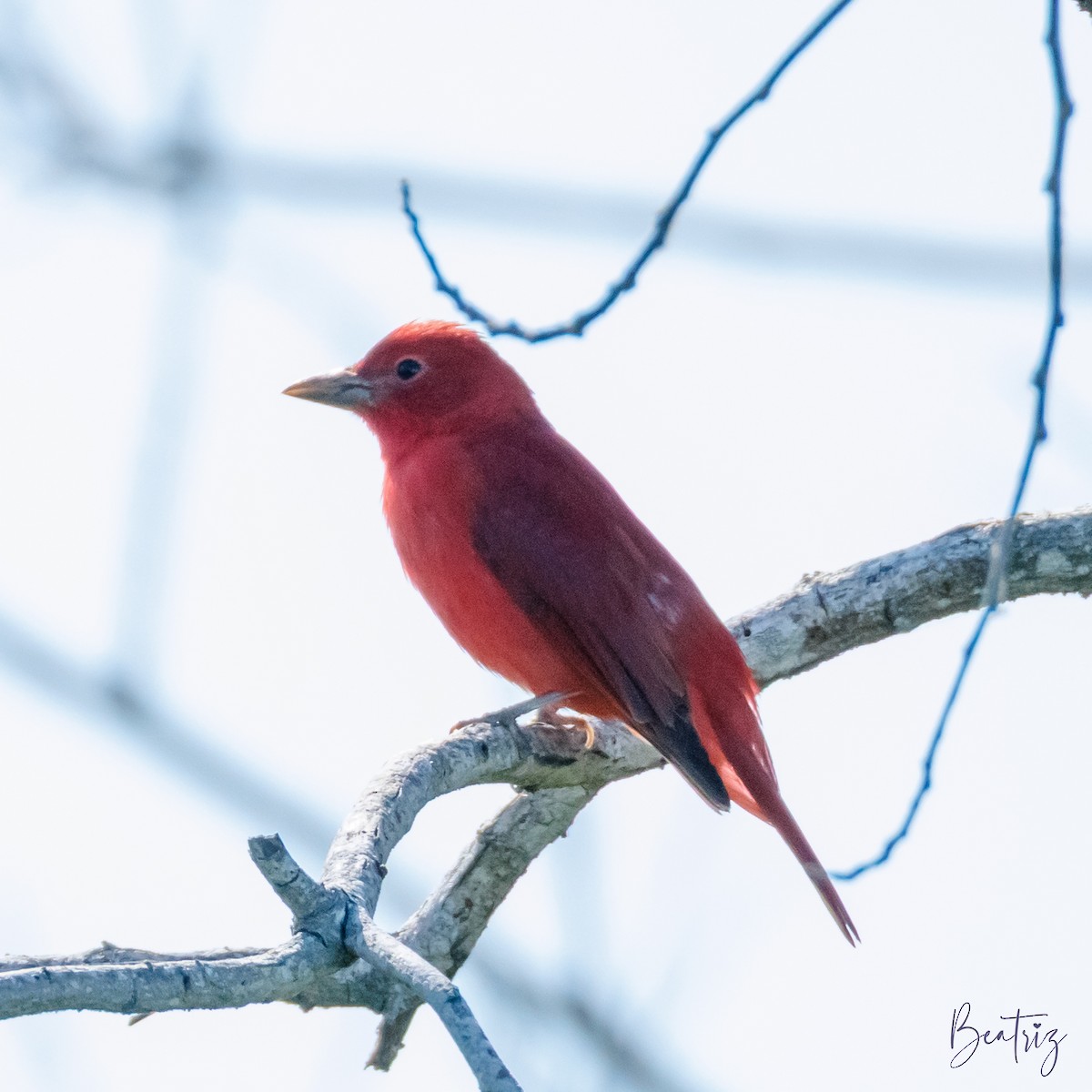 Summer Tanager - ML634129053