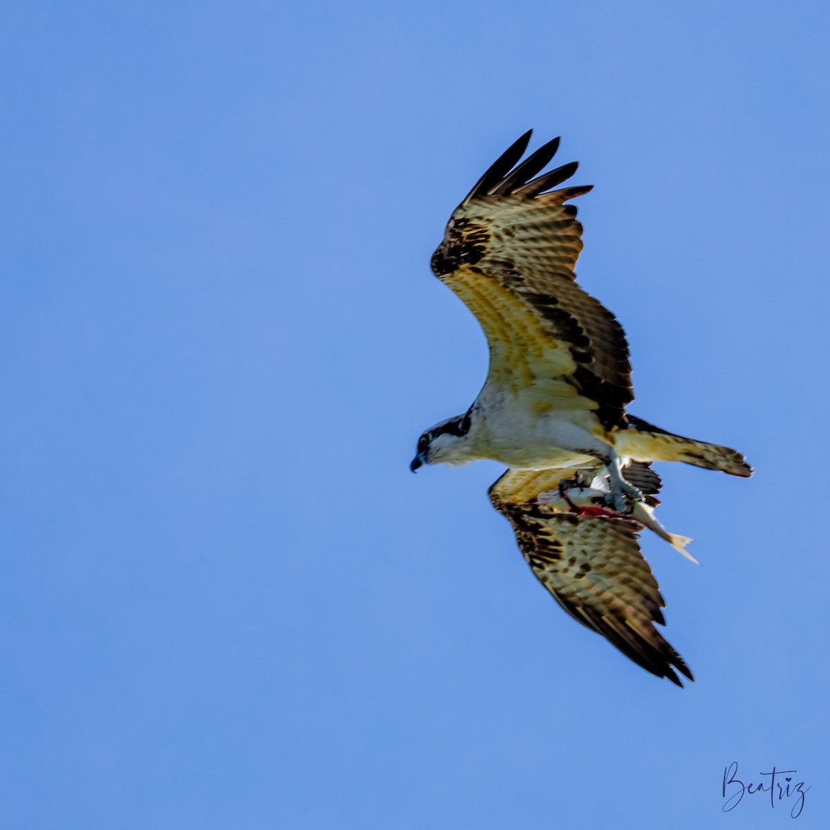 Osprey - ML634129177