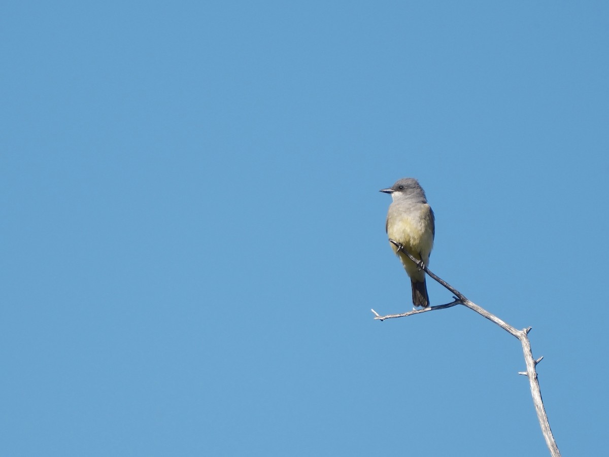 Cassin's Kingbird - ML634129754