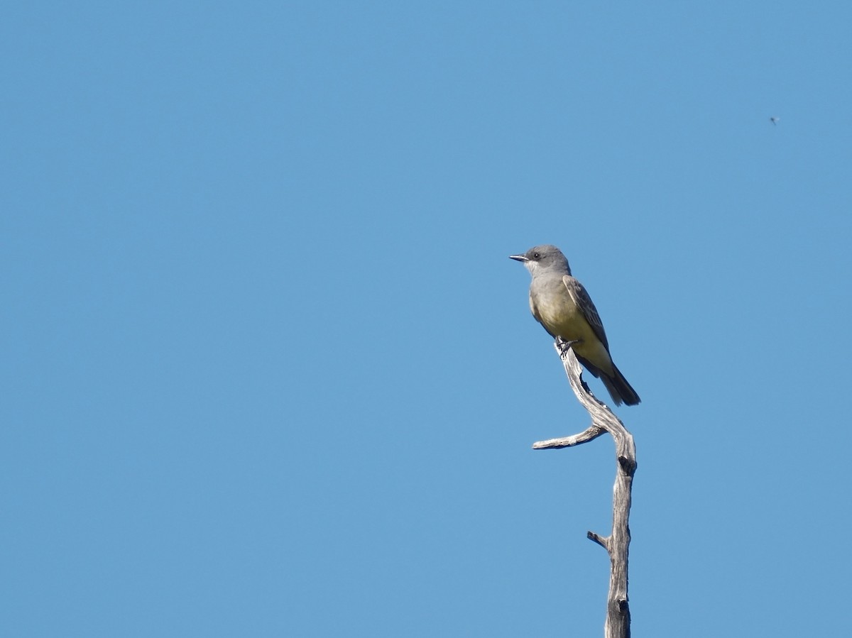 Cassin's Kingbird - ML634129755