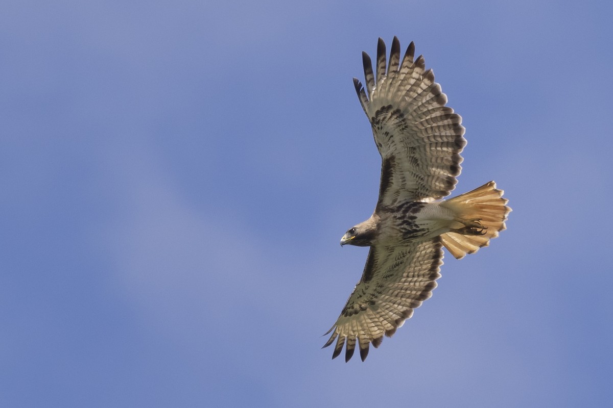 Red-tailed Hawk (jamaicensis) - ML634129847
