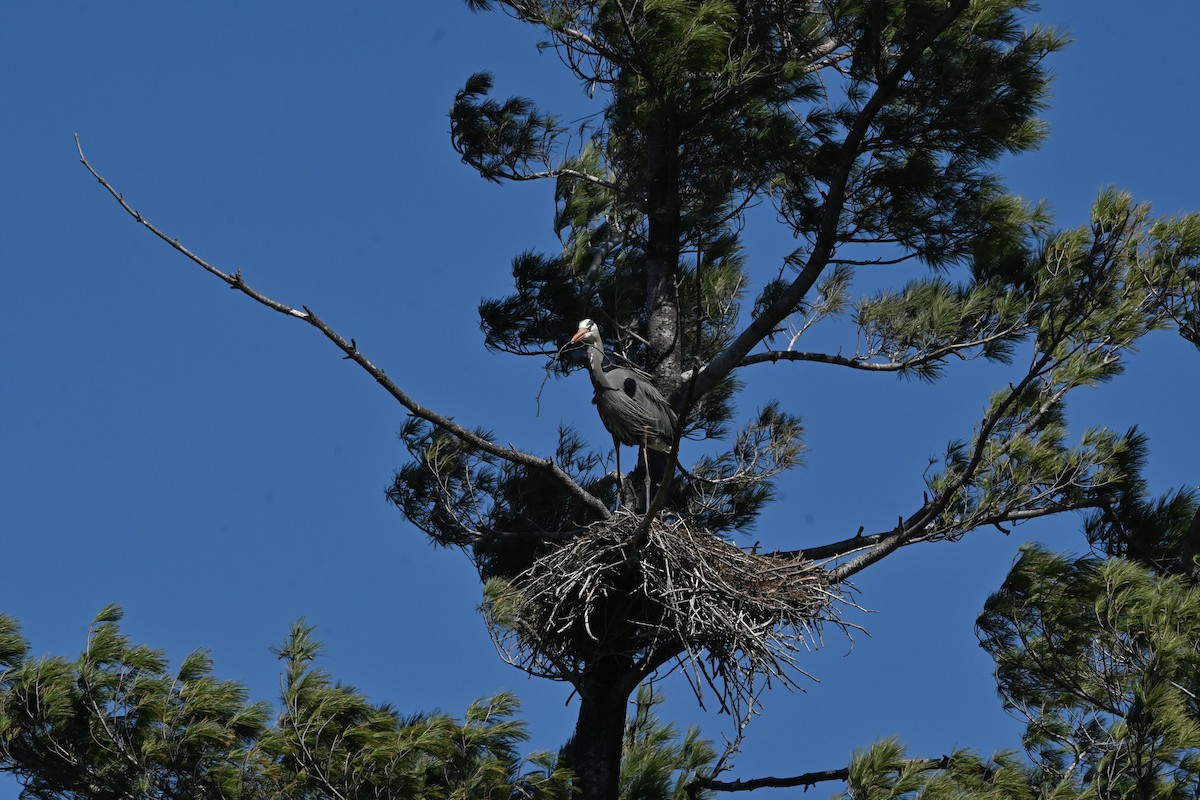 Great Blue Heron - ML634129992