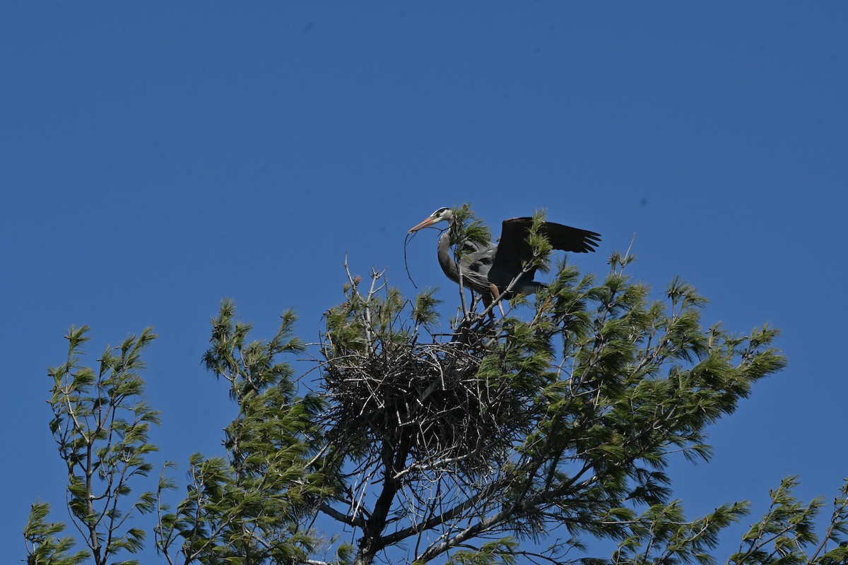 Great Blue Heron - ML634129993