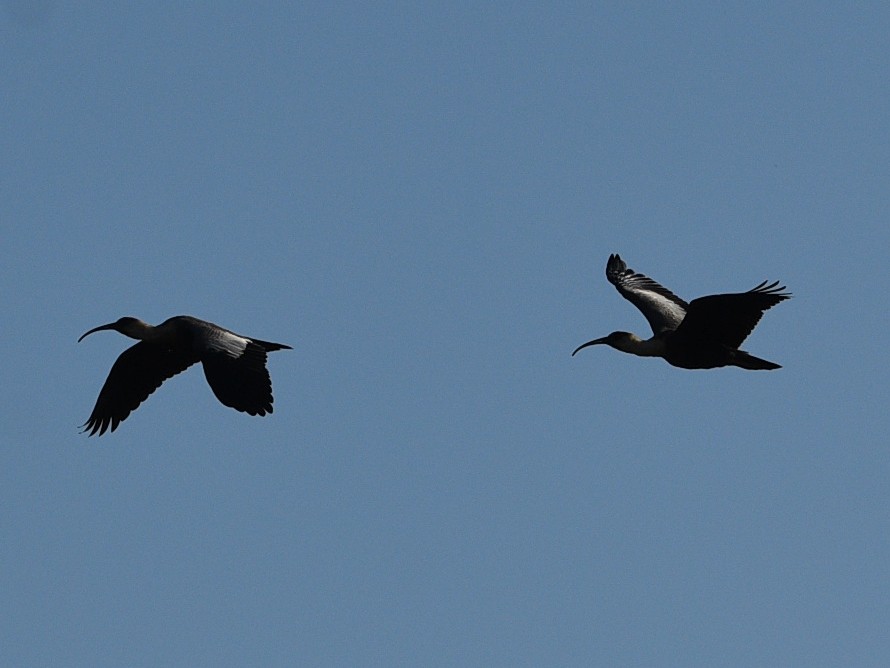 Buff-necked Ibis - ML634129997