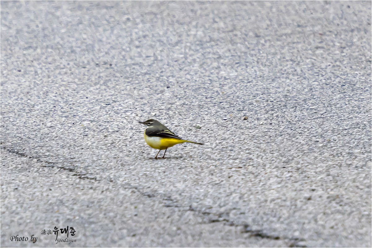 Gray Wagtail - ML634130091