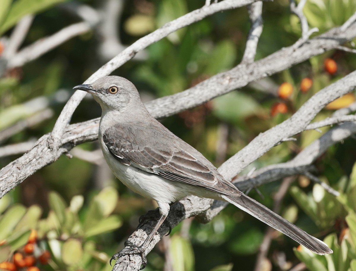 Northern Mockingbird - ML634130093