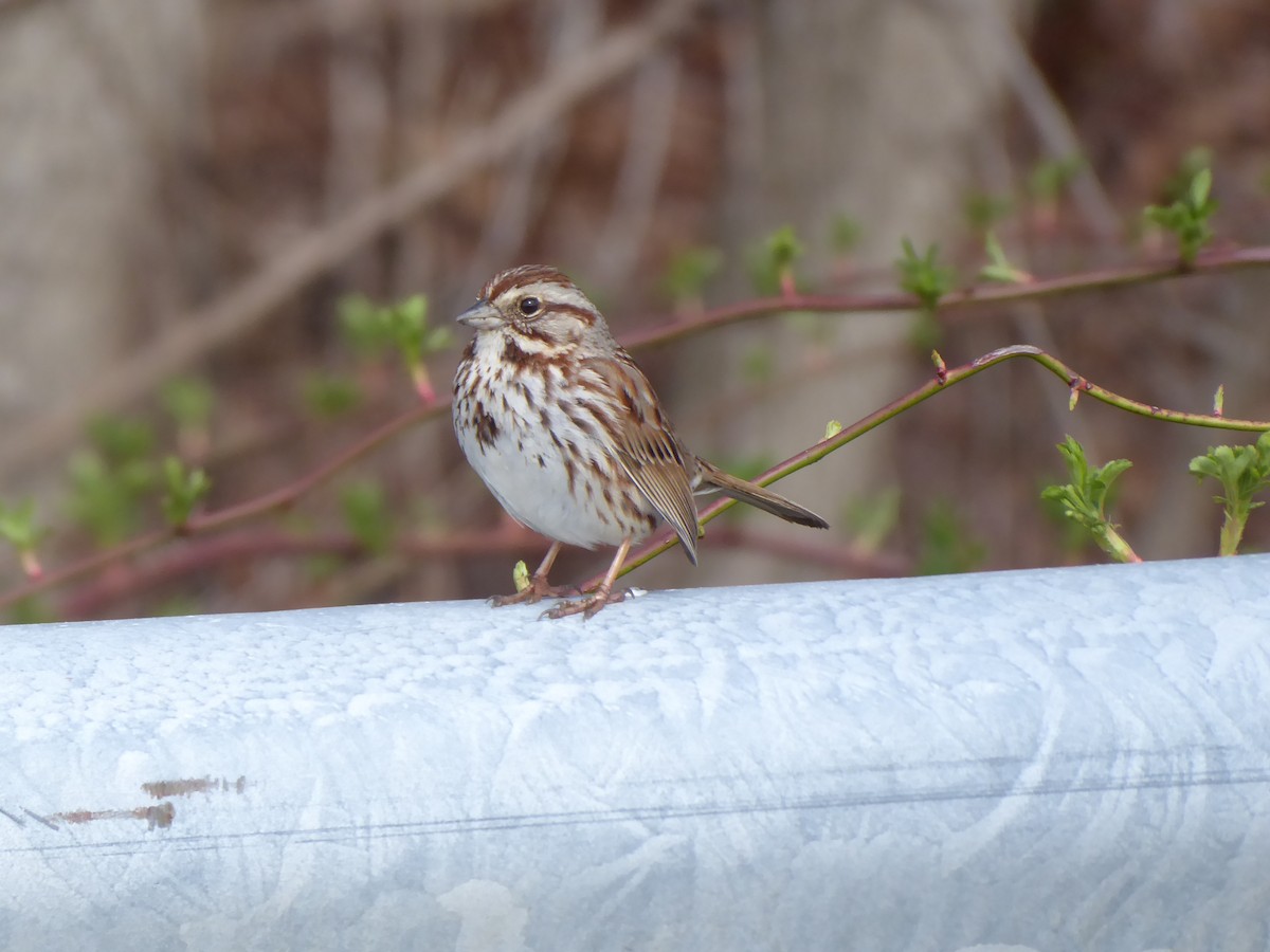 Song Sparrow - ML634130109