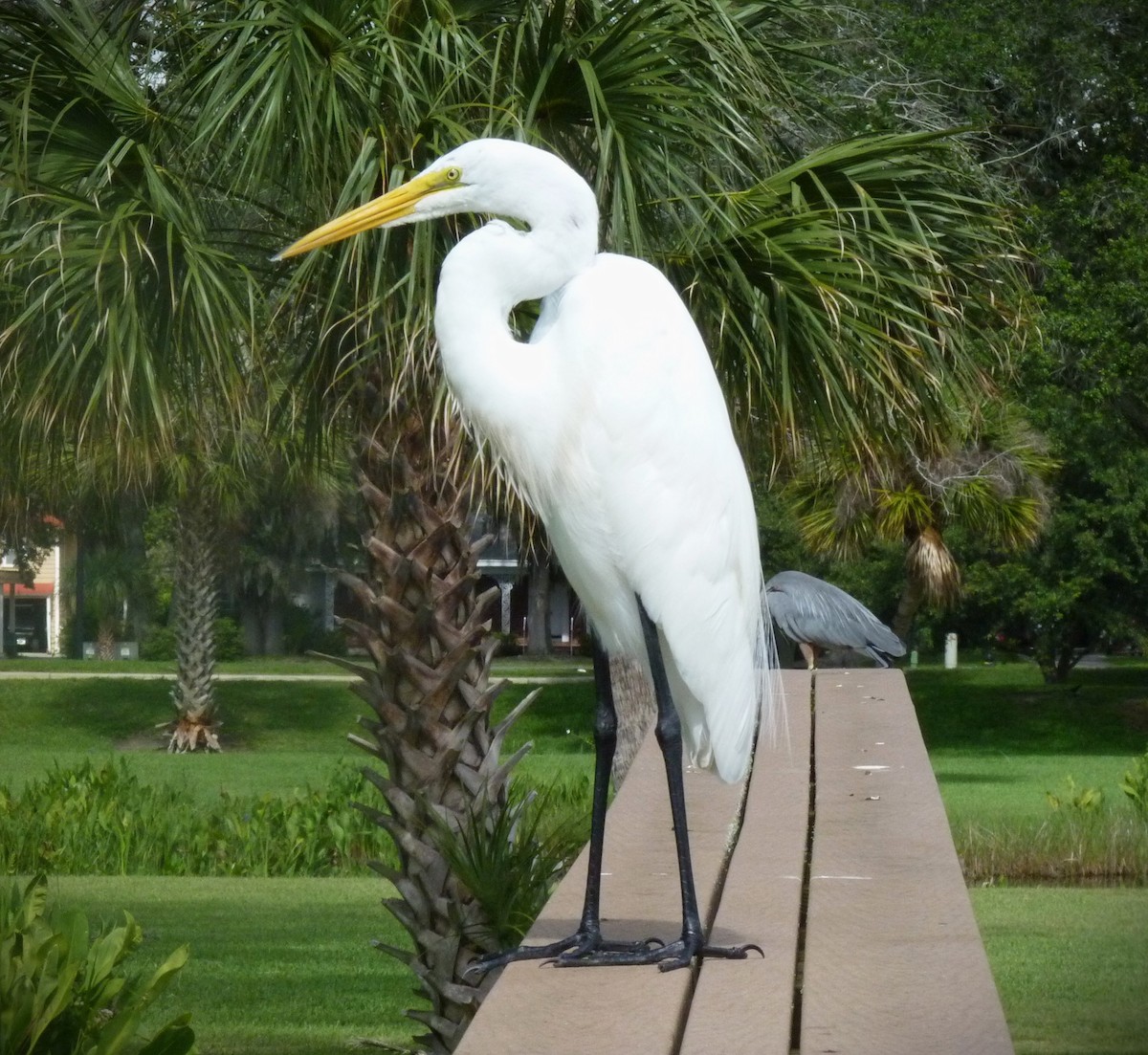 Great Egret - ML634130145