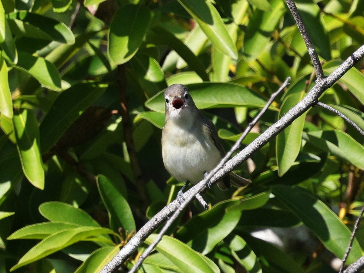 Warbling Vireo - ML634130146