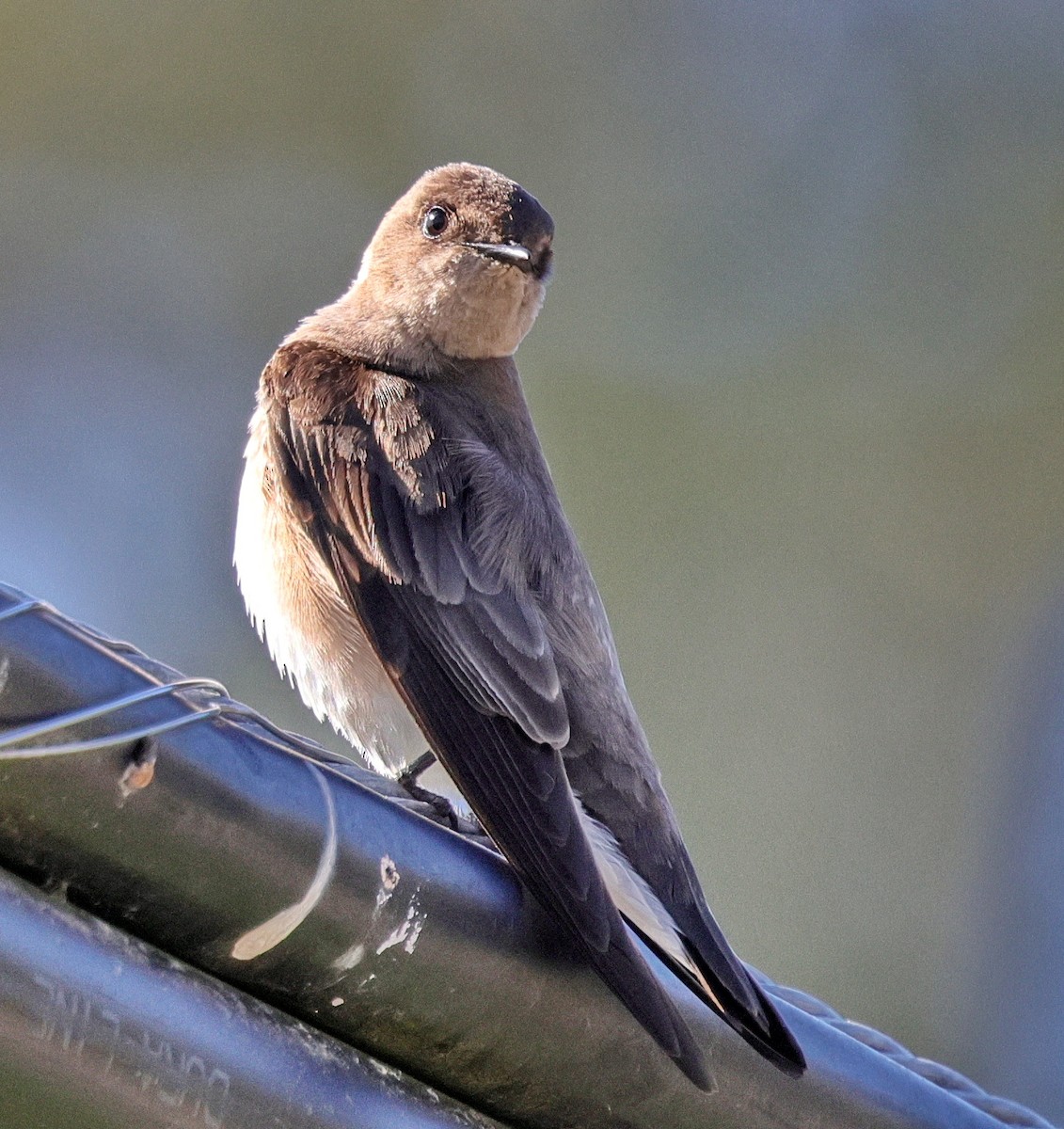 Northern Rough-winged Swallow - ML634130171