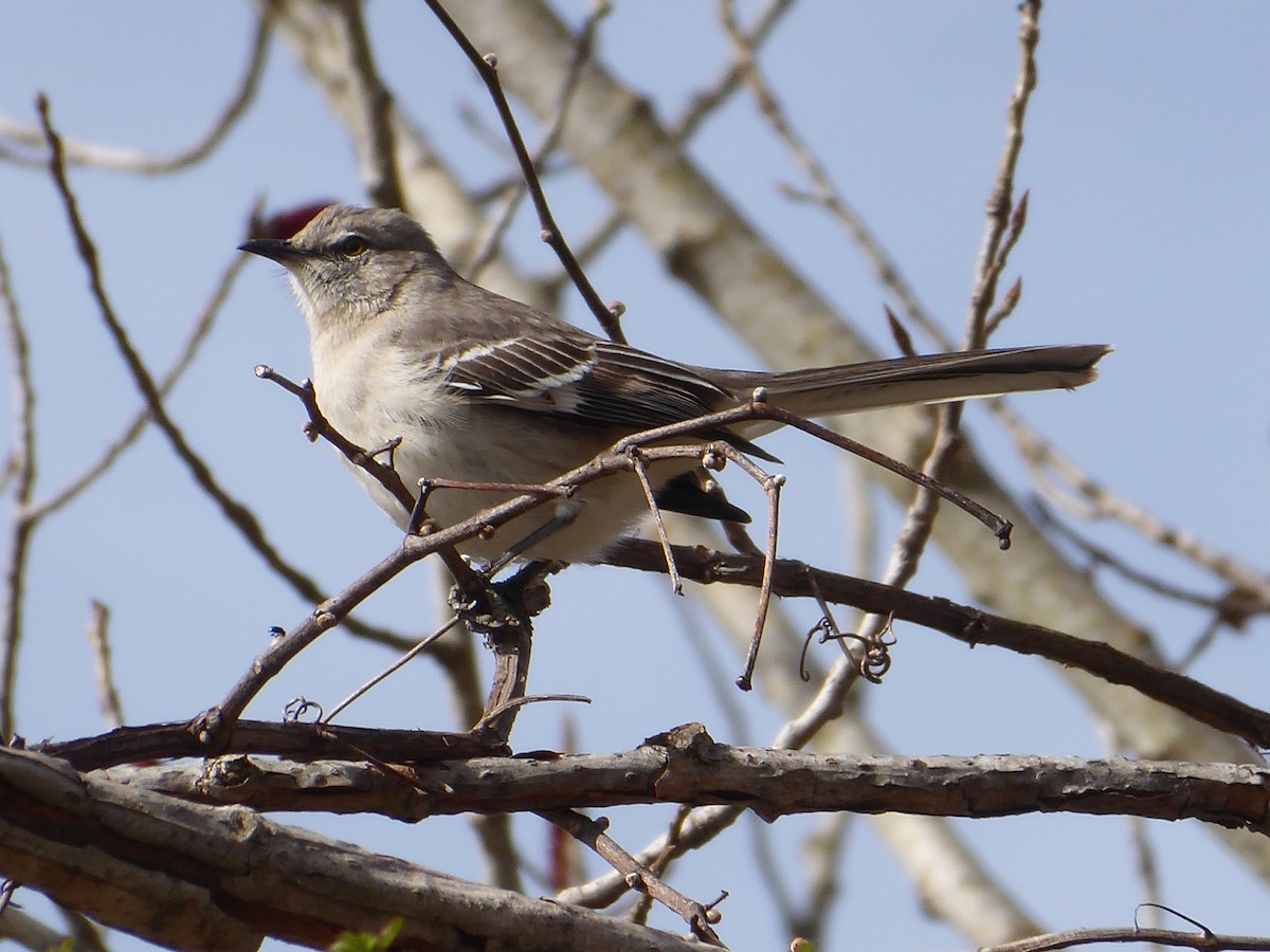 Northern Mockingbird - ML634130173