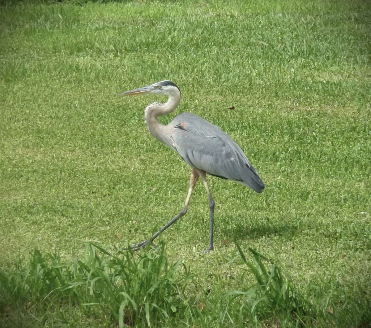 Great Blue Heron - ML634130179