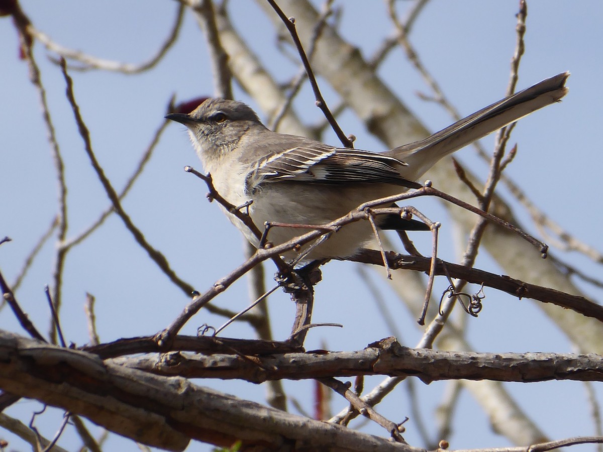 Northern Mockingbird - ML634130181