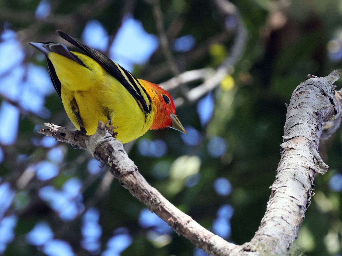 Western Tanager - ML634130205