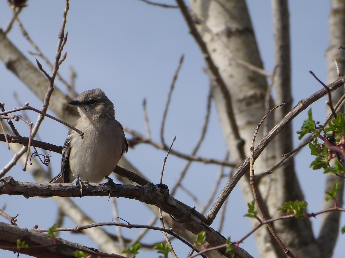 Northern Mockingbird - ML634130211