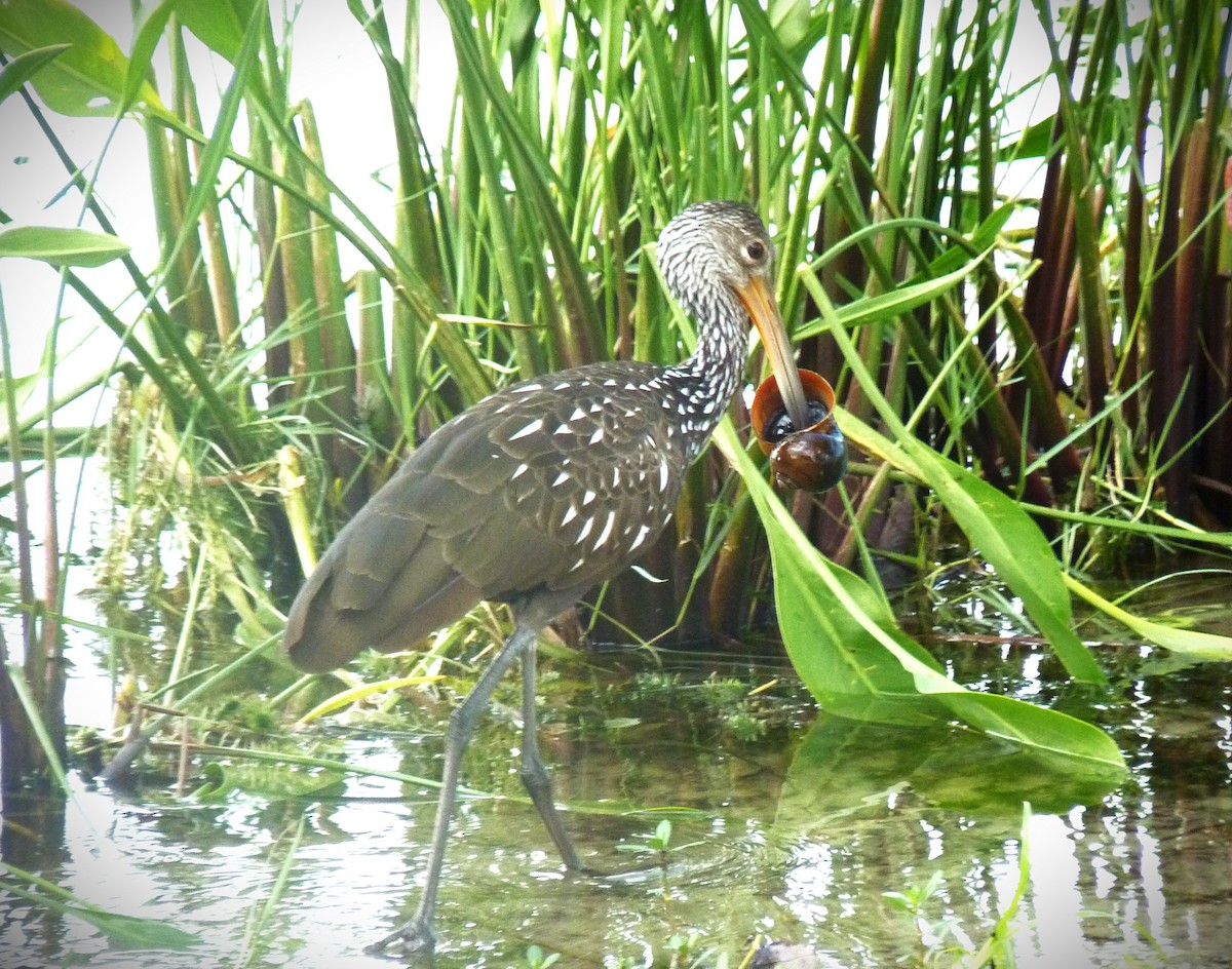 Limpkin - ML634130216