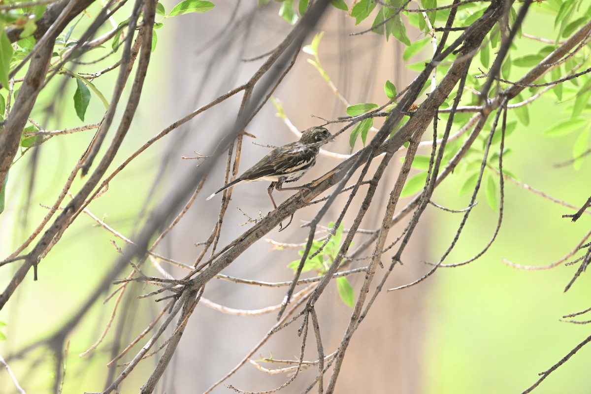 Lark Bunting - ML634130245