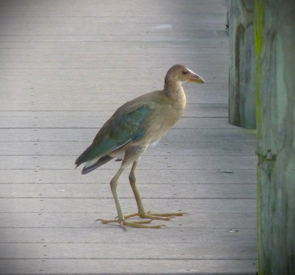 Purple Gallinule - ML634130249